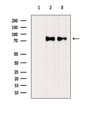 CD44 Antibody in Western Blot (WB)