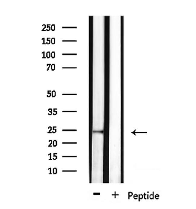 CD53 Antibody in Western Blot (WB)