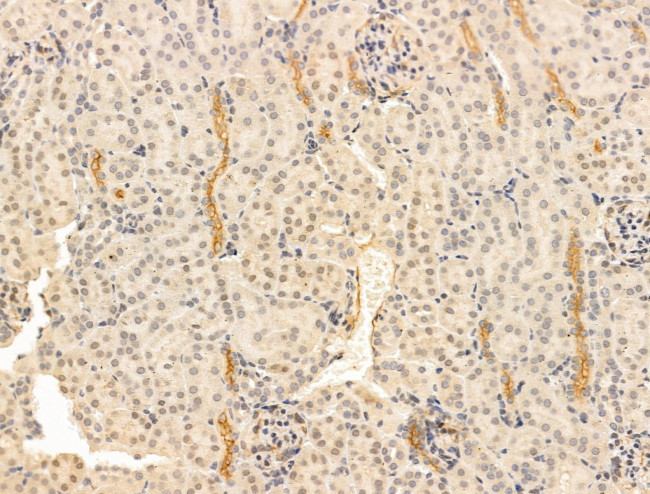 Chordin Antibody in Immunohistochemistry (Paraffin) (IHC (P))