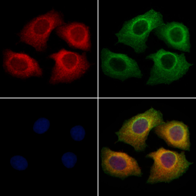 CHRM4 Antibody in Immunocytochemistry (ICC/IF)