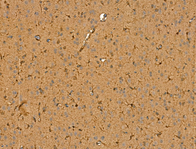 Chromogranin C Antibody in Immunohistochemistry (Paraffin) (IHC (P))