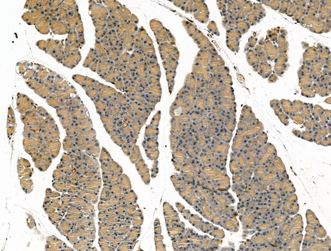 Chromogranin C Antibody in Immunohistochemistry (Paraffin) (IHC (P))