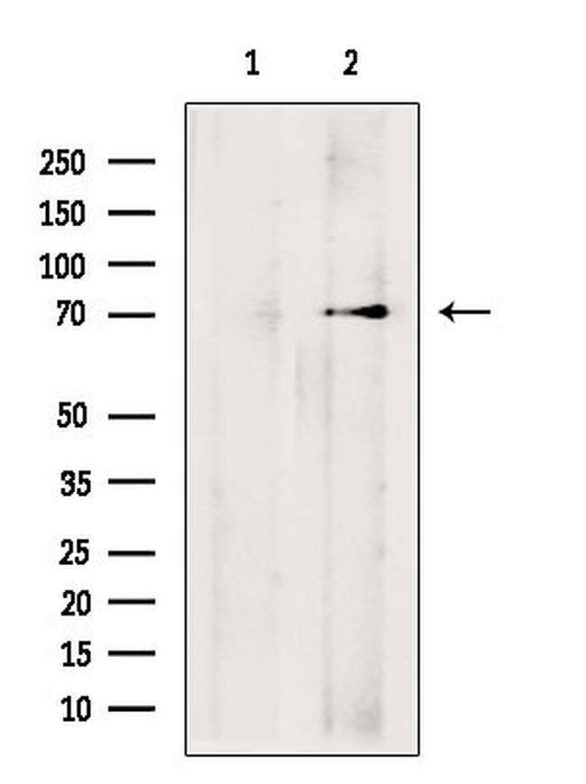 Chromogranin C Antibody in Western Blot (WB)