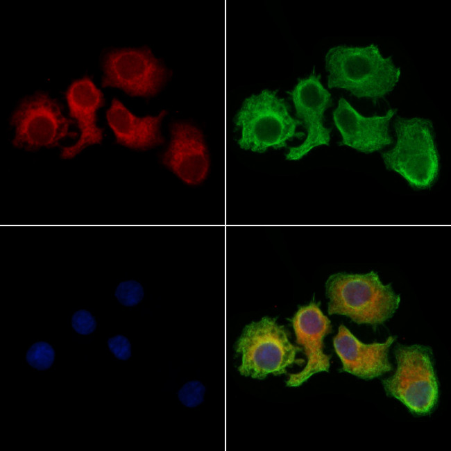 Citrate Synthase Antibody in Immunocytochemistry (ICC/IF)