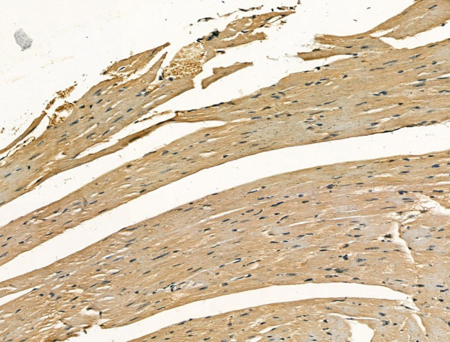 Citrate Synthase Antibody in Immunohistochemistry (Paraffin) (IHC (P))