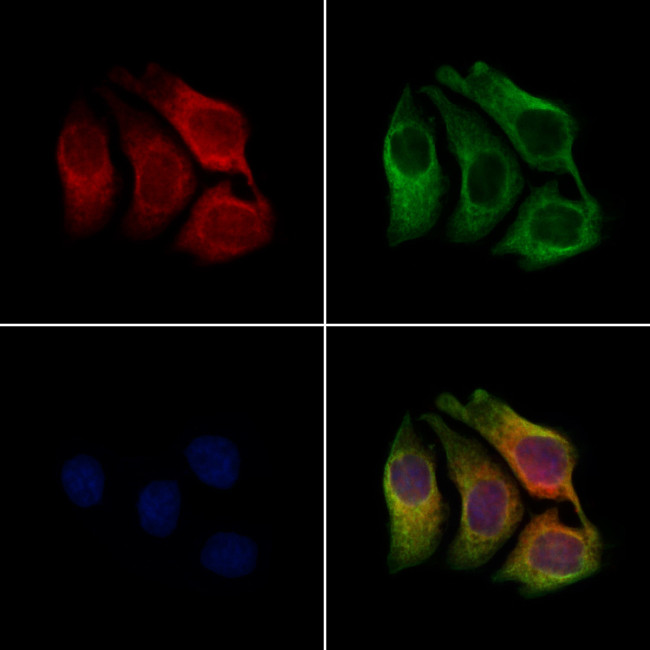 CLCA1 Antibody in Immunocytochemistry (ICC/IF)