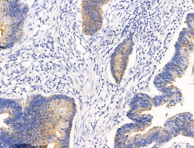 CLCA1 Antibody in Immunohistochemistry (Paraffin) (IHC (P))