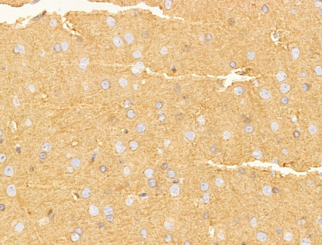 CERT Antibody in Immunohistochemistry (Paraffin) (IHC (P))