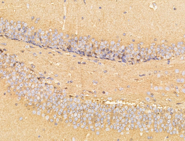 CERT Antibody in Immunohistochemistry (Paraffin) (IHC (P))