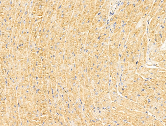 CERT Antibody in Immunohistochemistry (Paraffin) (IHC (P))