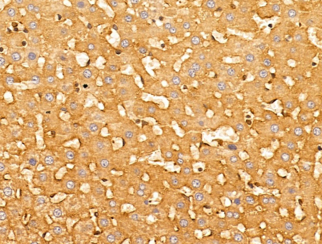 CERT Antibody in Immunohistochemistry (Paraffin) (IHC (P))