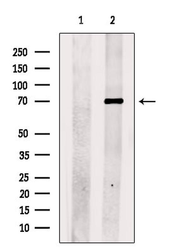 CERT Antibody in Western Blot (WB)