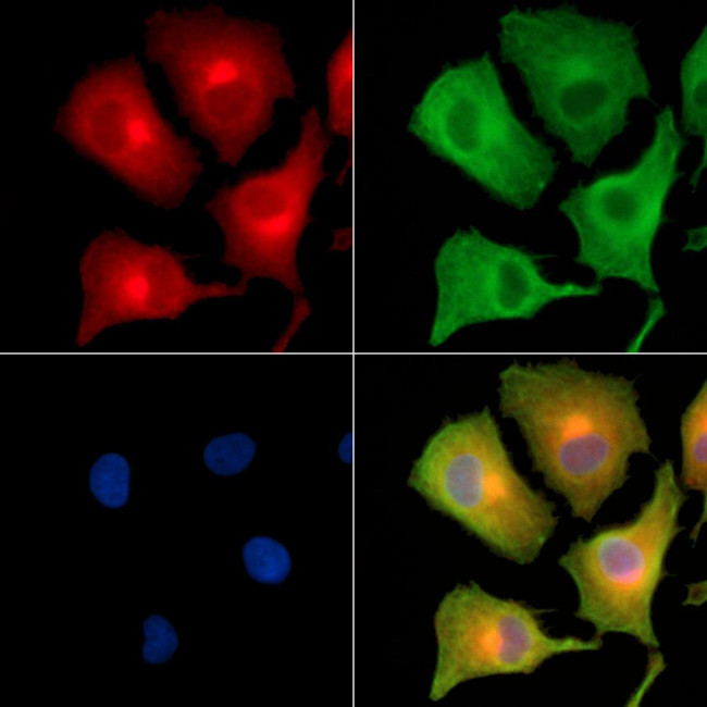 COPG Antibody in Immunocytochemistry (ICC/IF)