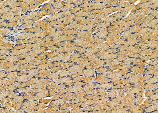 COPG Antibody in Immunohistochemistry (Paraffin) (IHC (P))