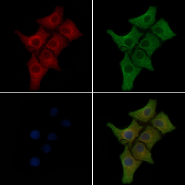 COX4 Antibody in Immunocytochemistry (ICC/IF)