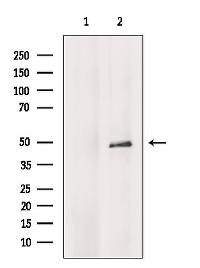 COX10 Antibody in Western Blot (WB)