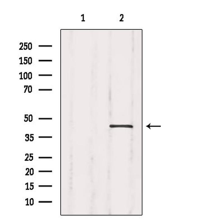 Crk Antibody in Western Blot (WB)