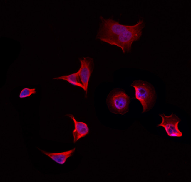 CSTF1 Antibody in Immunocytochemistry (ICC/IF)