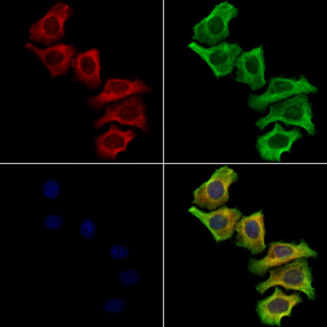 CTRP3 Antibody in Immunocytochemistry (ICC/IF)