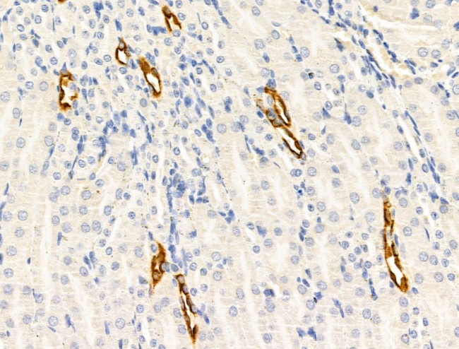 CTRP3 Antibody in Immunohistochemistry (Paraffin) (IHC (P))