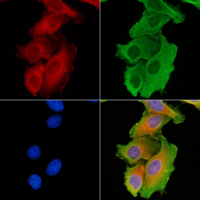 COX6A1 Antibody in Immunocytochemistry (ICC/IF)