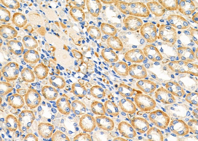 COX6A1 Antibody in Immunohistochemistry (Paraffin) (IHC (P))