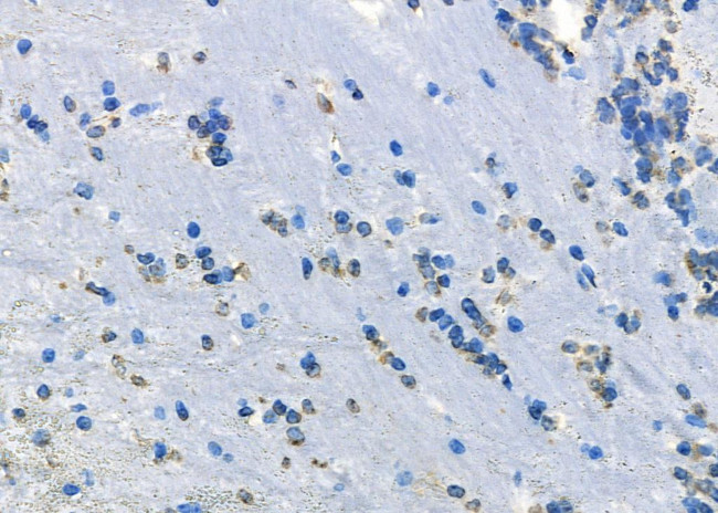 CYP46A1 Antibody in Immunohistochemistry (Paraffin) (IHC (P))