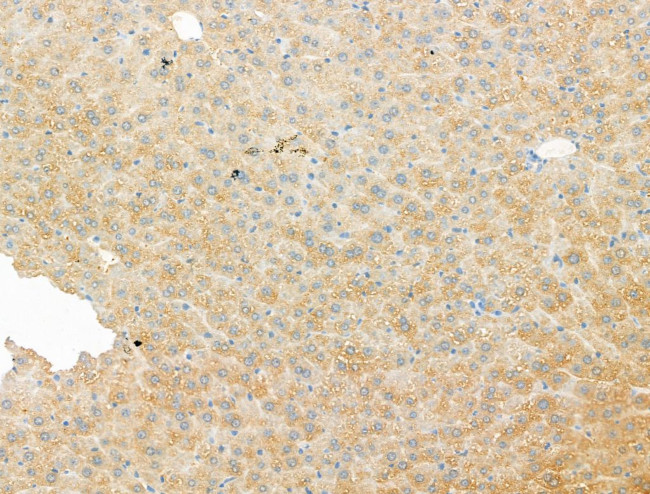 DYNC1I1 Antibody in Immunohistochemistry (Paraffin) (IHC (P))