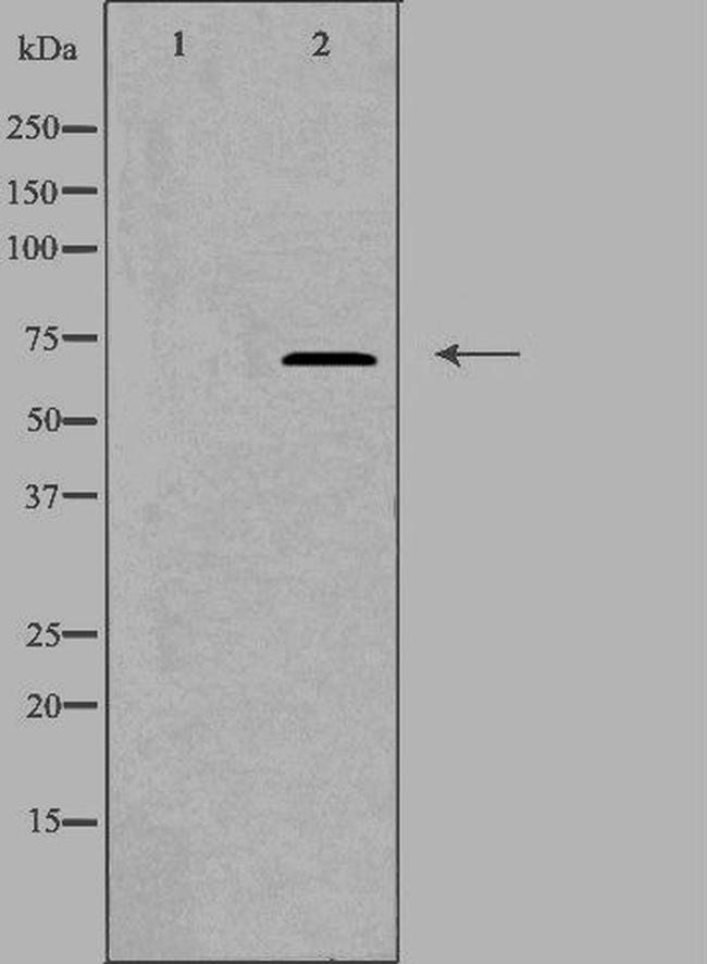 DAXX Antibody in Western Blot (WB)