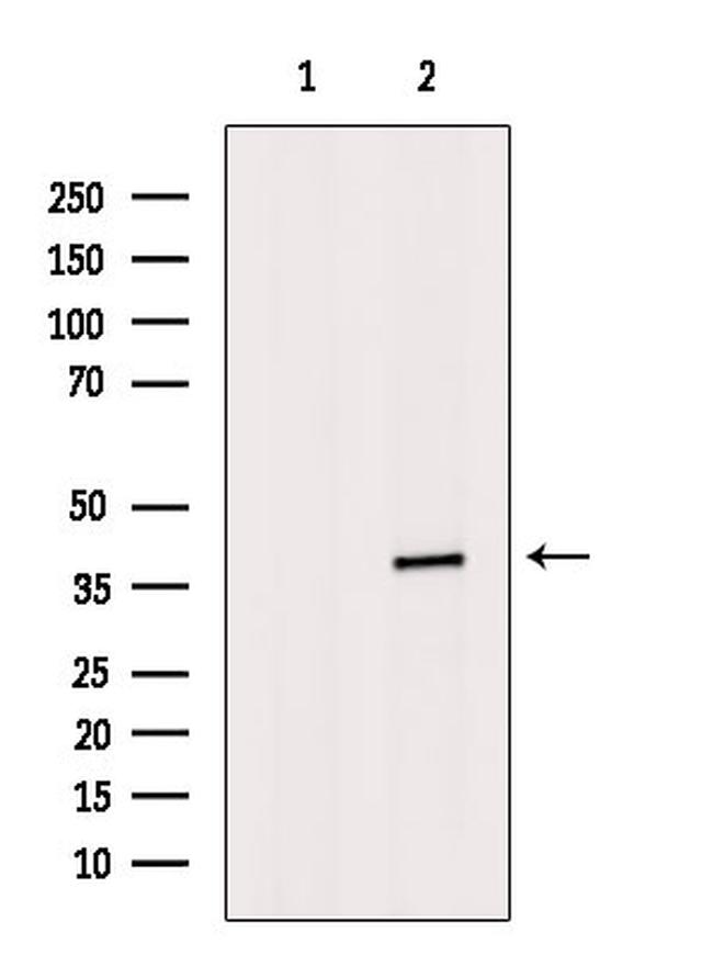 DCK Antibody in Western Blot (WB)