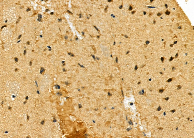 DDB1 Antibody in Immunohistochemistry (Paraffin) (IHC (P))