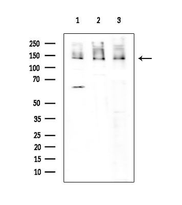 DDB1 Antibody in Western Blot (WB)