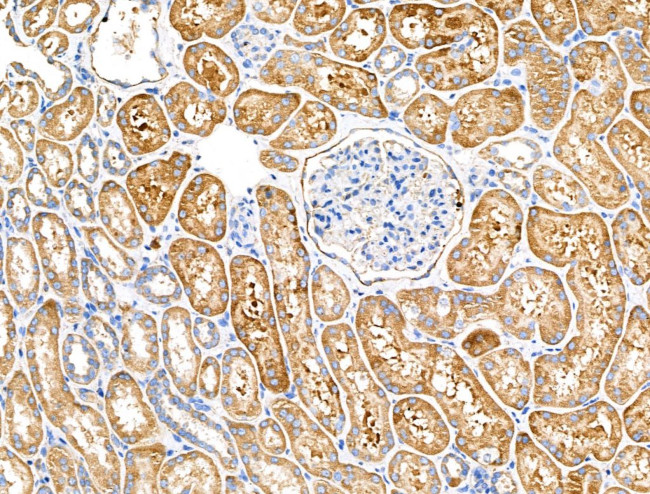 DCD Antibody in Immunohistochemistry (Paraffin) (IHC (P))