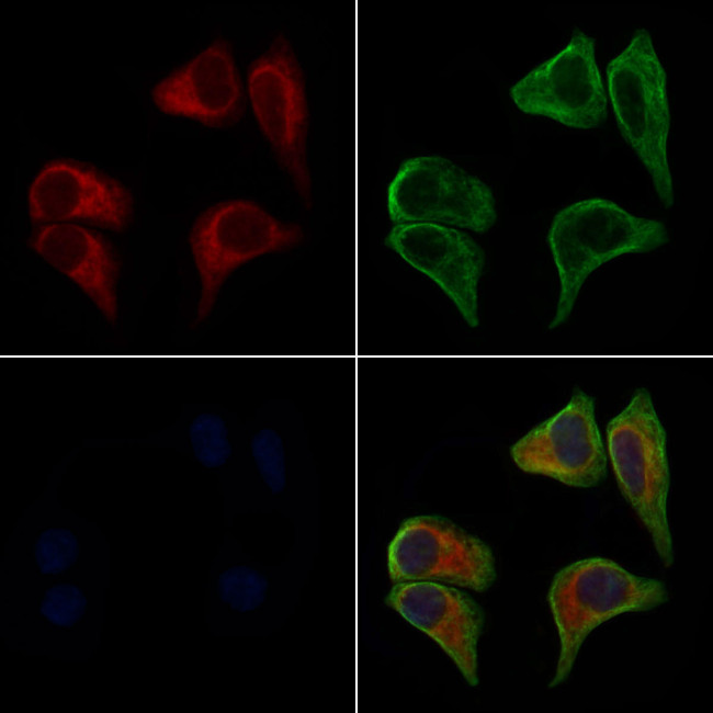 DIABLO Antibody in Immunocytochemistry (ICC/IF)