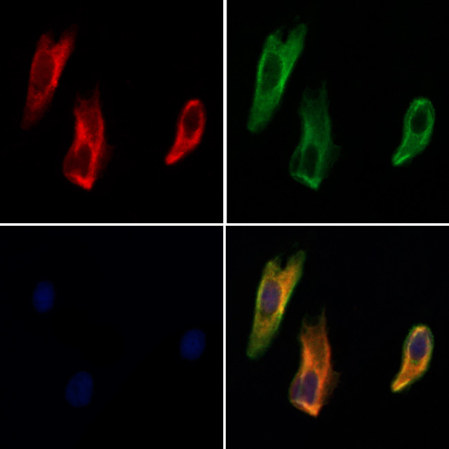 DLL1 Antibody in Immunocytochemistry (ICC/IF)