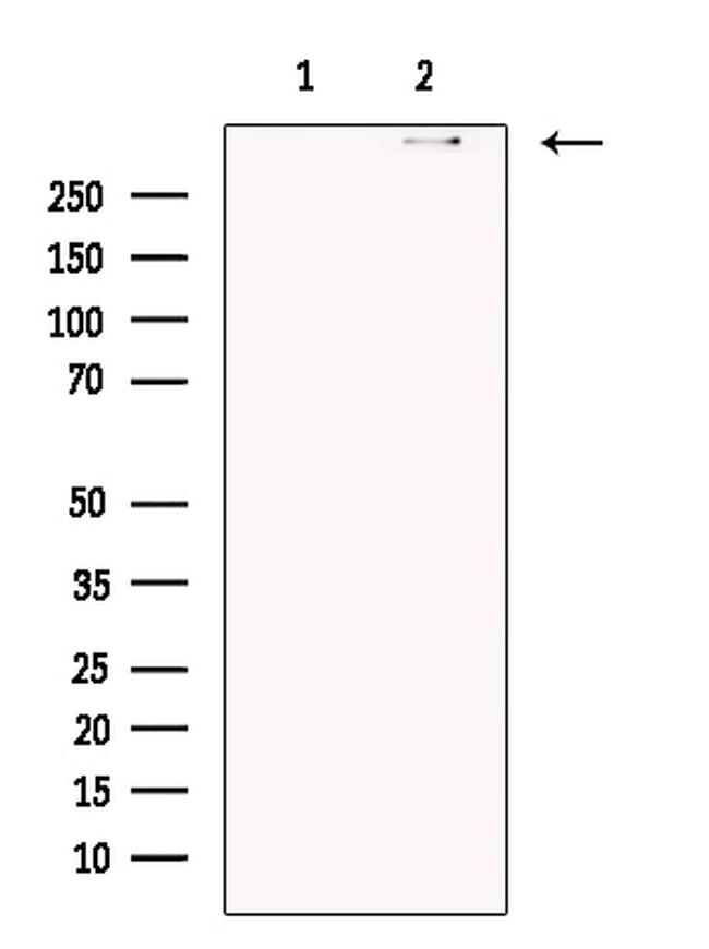 DNAH5 Antibody in Western Blot (WB)