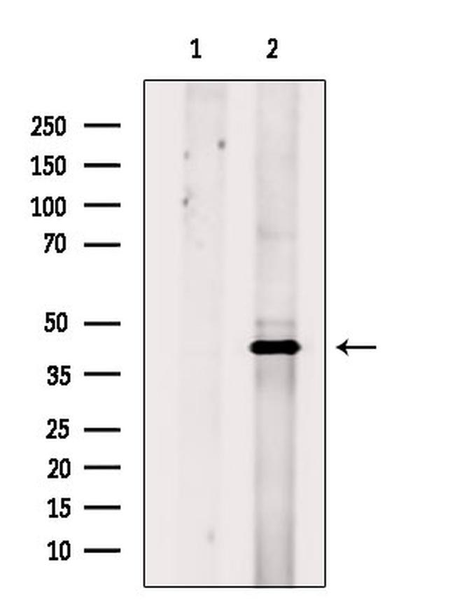 HDJ2 Antibody in Western Blot (WB)