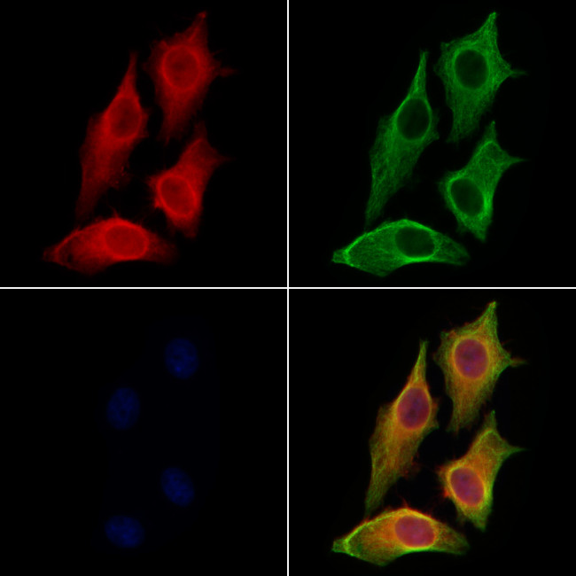 DNase II Antibody in Immunocytochemistry (ICC/IF)