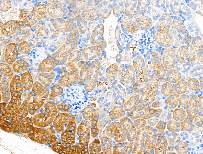 DNase II Antibody in Immunohistochemistry (Paraffin) (IHC (P))