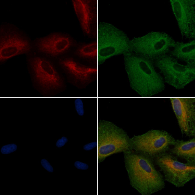 DRD2 Antibody in Immunocytochemistry (ICC/IF)