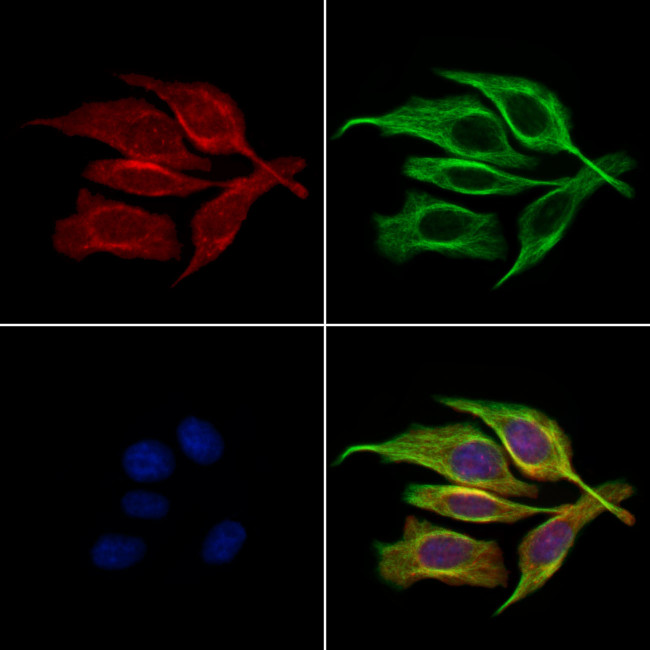 DRD3 Antibody in Immunocytochemistry (ICC/IF)