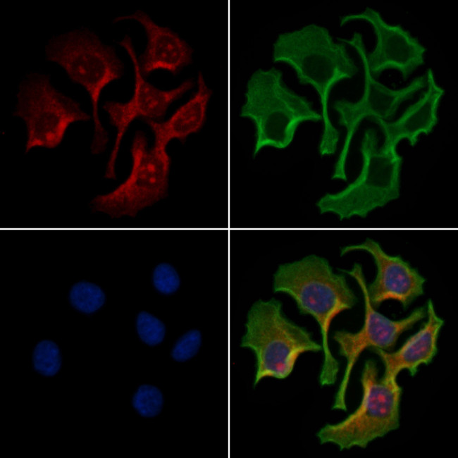 DUSP19 Antibody in Immunocytochemistry (ICC/IF)