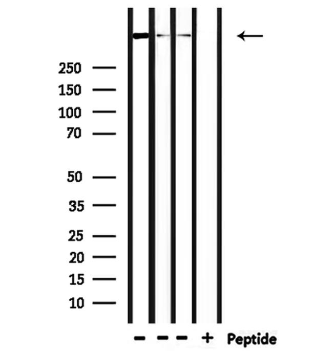 DYNC1H1 Antibody in Western Blot (WB)