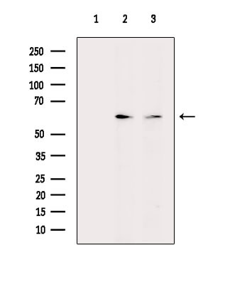 EBF2 Antibody in Western Blot (WB)