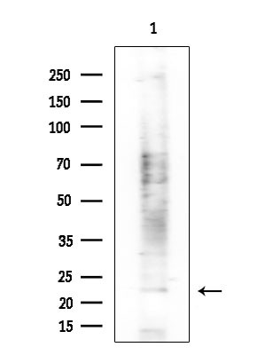 EBI3 Antibody in Western Blot (WB)