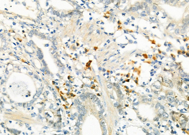 EDEM3 Antibody in Immunohistochemistry (Paraffin) (IHC (P))