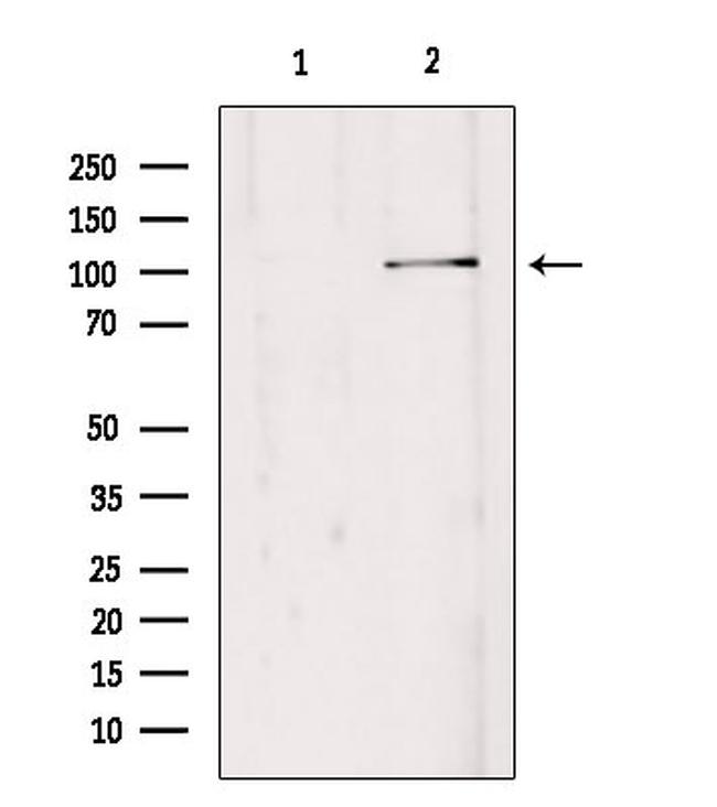 EDEM3 Antibody in Western Blot (WB)