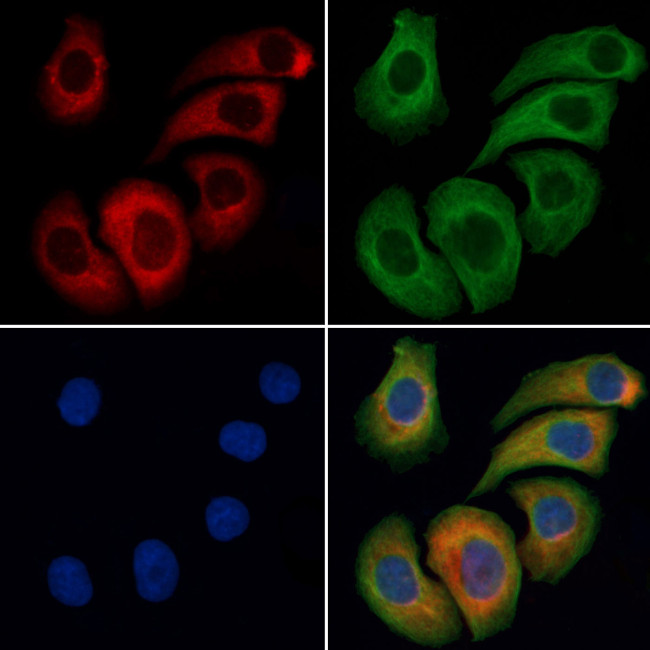 EEF1A1 Antibody in Immunocytochemistry (ICC/IF)