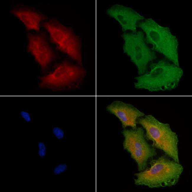 EEF1B2 Antibody in Immunocytochemistry (ICC/IF)