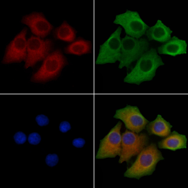 HRI Antibody in Immunocytochemistry (ICC/IF)